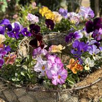 ガーデニング,花のある暮らし,ビオラ・パンジー,自家採種,リングバスケットの画像