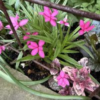 アッツ桜,ガーデニング,球根植物,フロントガーデン,春の庭の画像