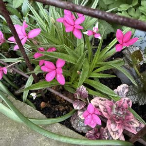 アッツ桜,ガーデニング,球根植物,フロントガーデン,春の庭の画像