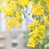 スペクタビリス,ミモザ,ミモザ,ミモザアカシア,ミモザアカシアの画像
