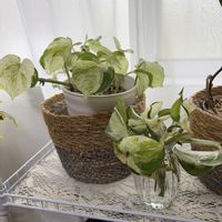 ポトス,水差し,ポトスステータス,ポトス・ステータス,観葉植物の画像