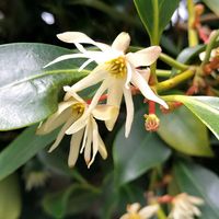 シキミ,シキミ,ツバキ,ツバキ,オガタマの画像