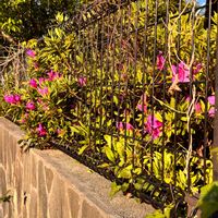 ラズベリー,ラズベリー,サンタローザの実、結実したての画像