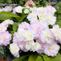 オダマキ,タイツリソウ,デージー,プリムラ,ガーデニングの画像