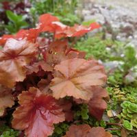 サボテン,オーロラ,バニーカクタス,虹の玉,ヒューケラの画像