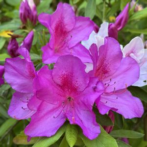 ツツジ,ツツジ,公園,自生,庭園の画像