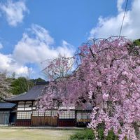 しだれ桜,枝垂れ桜,枝垂れ桜,グミ,丹頂草 (イワヤツデ)の画像