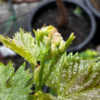 ピオーネ,ミョウガ,シャイン マスカットの画像