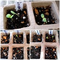 ガウラ,発芽,種まきっ子,種まきの画像