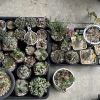 ルペストリス,ペンデンス,インディアンクラブ,碧魚蓮,モロキニエンシスの画像