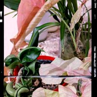 モンステラ,ウンベラータ,ホヤ・カルノーサ・コンパクタ,シンゴニューム,観葉植物の画像