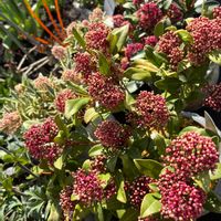 スキミア,スキミア　マジックマルロー,スキミア ルベラ,スキミア　ルベスタ,スキミア　ペローサの画像