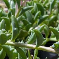 ドルフィンネックレス,多肉植物,多肉植物のある暮らし,神奈川タニラー,相模原の多肉屋さんの画像