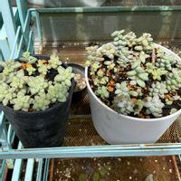ビアホップ ,新玉つづり（ビアホップ）,多肉植物,葉挿し,多肉寄せ植えの画像