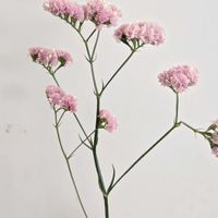 スターチス,スターチス　ビンテージグレープ,花まつり,一人一花,一人一花運動@福岡市の画像