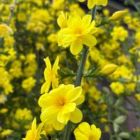 黄梅,満開,黄色い花,黄色いお花の画像