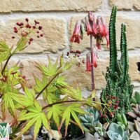 多肉,黒法師,セレウス,セレウス ペルヴィアヌス,もみじの画像