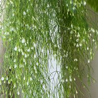 リプサリス,リプサリス カンポスポルトアナ,リプサリス カンポスポルトアナ,多肉植物,サボテン科の画像