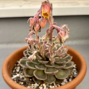 オウンスロー,多肉植物,エケベリア属,多肉植物 エケベリア,多肉中毒の画像