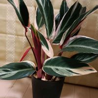 カラテアの画像