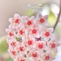 ホヤ・カルノーサ,可愛い,癒し,花のある暮らし,お花が好き♡の画像