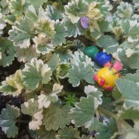 グレコマ,ゴールデンハニーサックル,サクラウツギ,斑入りグレコマ,復興祈願の画像