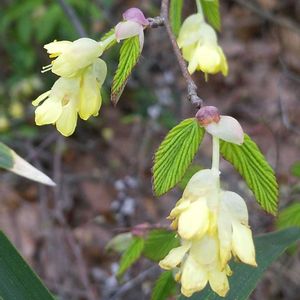 ヒュウガミズキ,公園,植栽の画像