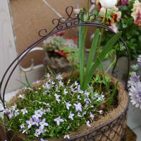 アネモネ,ヒナソウ,寄せ植え,ベランダガーデン,ガーデニングの画像