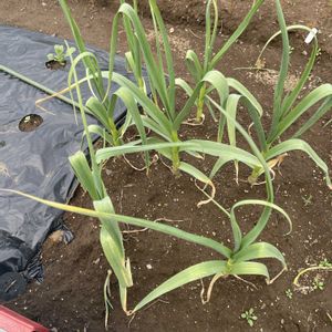 碧魚連,多肉植物,珍奇植物,多肉女子,にんにく植えよう会の画像