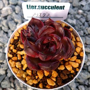 ブラックサバス,アルビドロップ,メリオダス。,水玉。,ブラックピンク。の画像