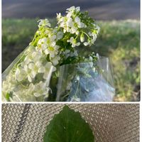 ワサビ,花のある暮らし,平和を願う☆,植物がある暮らし,GS日和の画像