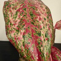 アグラオネマ,観葉植物,植物,熱帯植物,北海道の画像