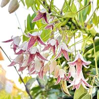 ムベ,ムベの花,ムベ(トキワアケビ)の画像