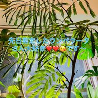 ウンベラータ,フィカス　ウンベラータ,フィカス,森林浴,熱帯植物の画像