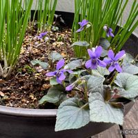 チャイブ,チャイブ,ローズマリー,ローズマリー,ラブラドリカの画像