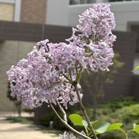 ライラック,胡蝶の舞,多肉植物,いい香り,可愛いの画像