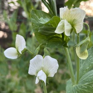 スナップエンドウ,観葉植物,ガーデニング,花見,ちょっとそこまでの画像
