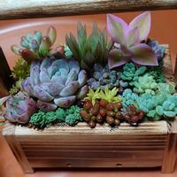 シモツケ ,多肉ちゃん達,繋がりに感謝✨,バラと夢CLUB,毎月8日は鉢の日の画像