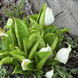 ガーデニング,花のある暮らし,ナチュラルスタイル,おうち園芸,お出かけ先の画像