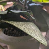 リュウキンカ,セローム,木瓜(ボケ),ホヤ♡,家の菫さん♡の画像