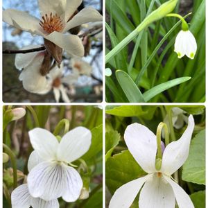 コブシ,ニオイスミレ,アリアケスミレ,アリアケスミレ,スノーフレーク(スズランスイセン)の画像