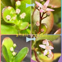 金のなる木,可愛い(^^),多肉植物,たにく,花のある暮らしの画像