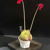 ムシトリスミレ,Pinguicula laueana,Pinguicula laueana,ピンギキュラ　ラウエアナ　ナロー　フラワー,食虫植物の画像