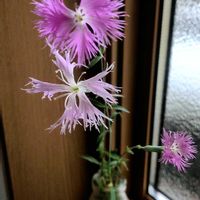 カワラナデシコ,水挿し,冬越し,玄関内側の画像