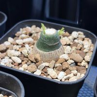 アデニア・グラウカの画像