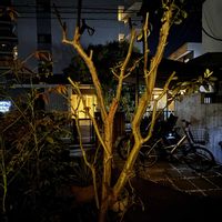 オリーブ,アガベ 風雷神,南天(なんてん),シンボルツリー,アガベ属の画像
