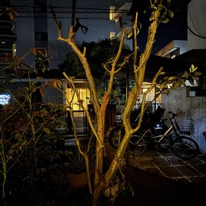 オリーブ,アガベ 風雷神,南天(なんてん),シンボルツリー,アガベ属の画像