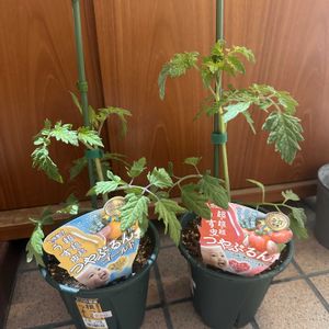 ミニトマト,ミニトマト つやぷるん,新入りさんの画像