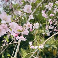 ネコヤナギ,レンゲツツジ,ミツバツツジ,イロハモミジの花,日本庭園の画像