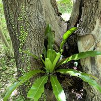 シダ,オオタニワタリ,アスプレニウム,シマオオタニワタリ,アスプレニウム(オオタニワタリ)の画像